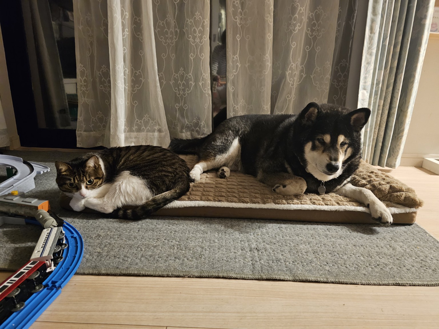 猫と並んでくつろぐ黒柴あずき