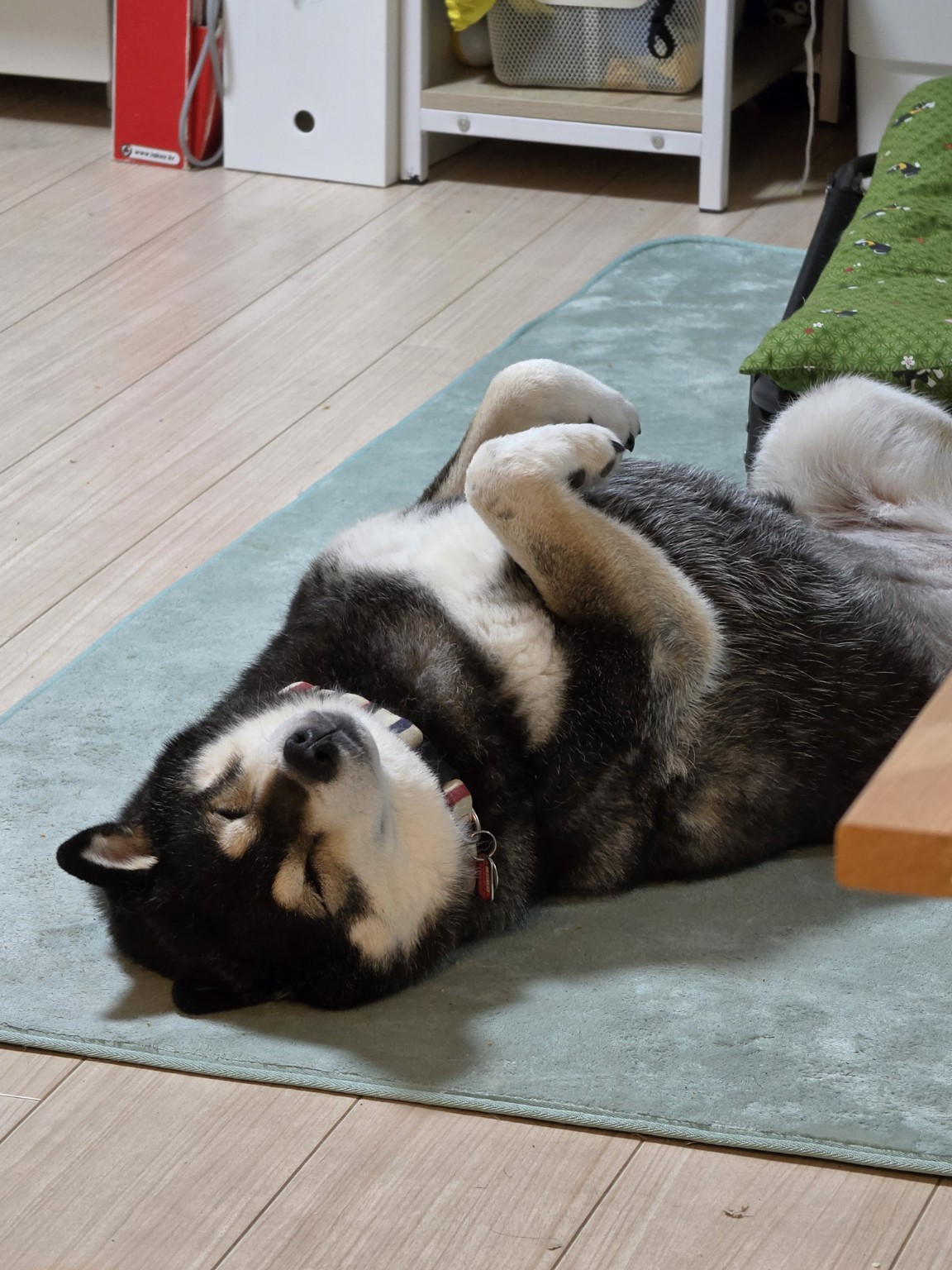 へそ天でくつろぐ黒柴あずき